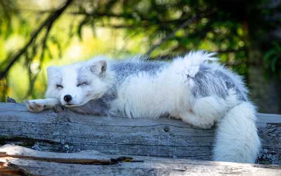 毛绒北极狐图片