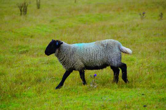 一只苏格兰绵羊图片