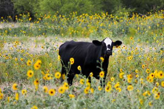 草丛里的黑色奶牛