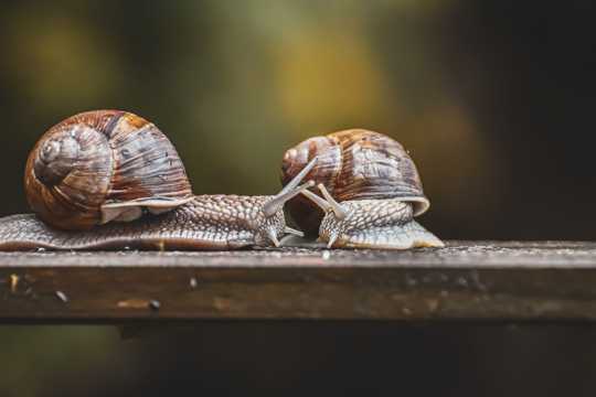 两只小蜗牛照相图片