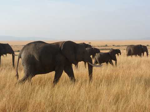 草丛里的非洲象