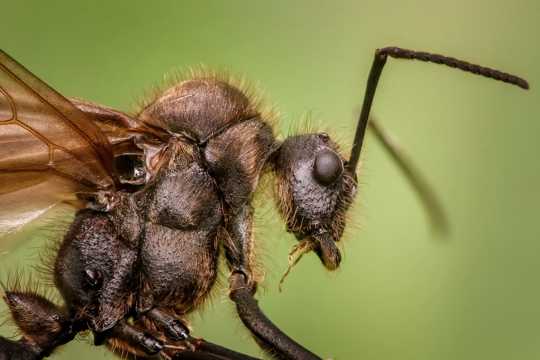 野生动物蚂蚁特写图片