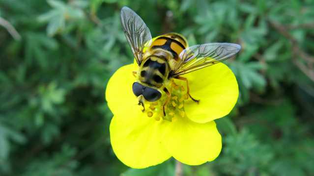 黄色鲜花上的蜜蜂图片