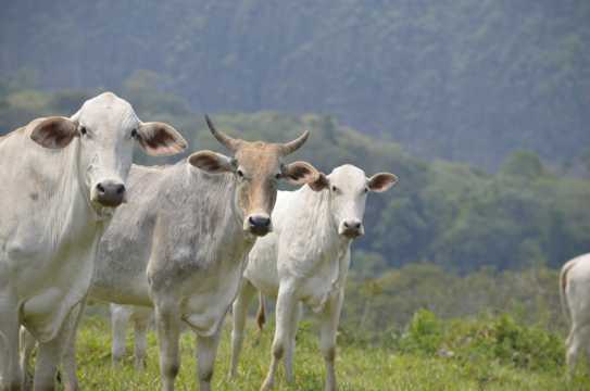 白色牛群放牧图片图片