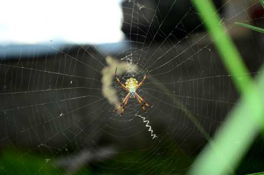 蜘蛛知网照相图片