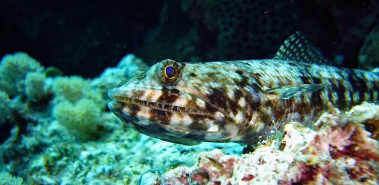 海底世界里的蜥蜴鱼