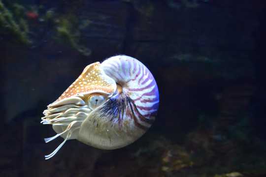 水生动物鹦鹉螺图片