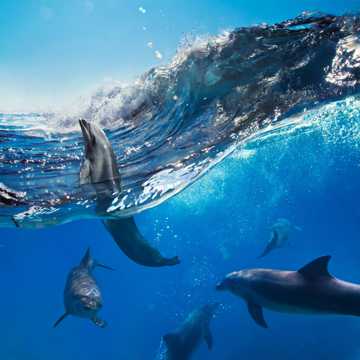 海洋中海豚图片