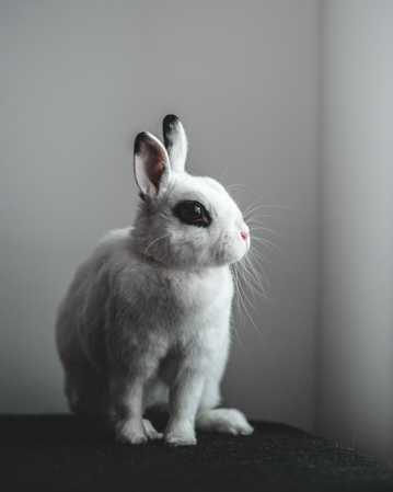 乖巧萌宠白兔子图片