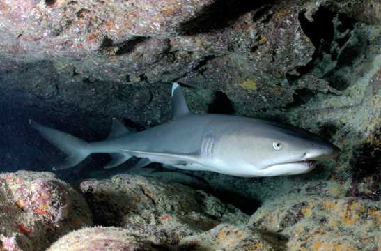 海洋生物鲨鱼图片
