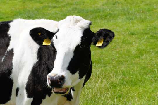 草原上悠然的奶牛图片