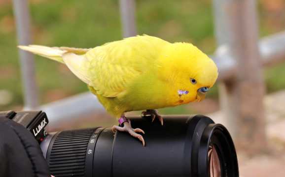 黄色可人鹦鹉图片