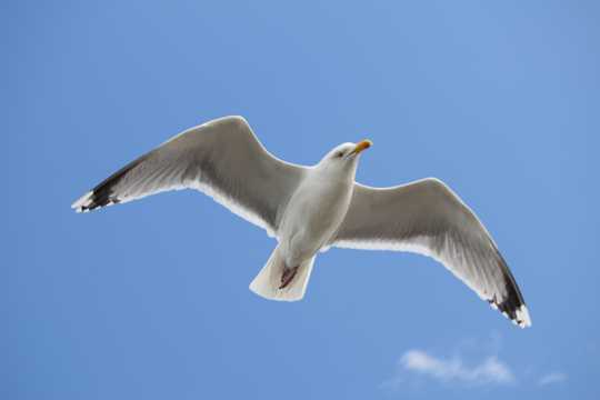 高空飞行海鸥图片