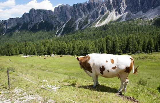 草地上的犏牛