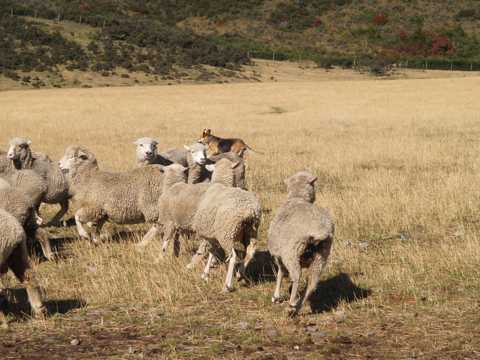 牧区乖巧的绵羊图片