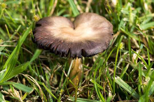 草原黑蘑菇图片