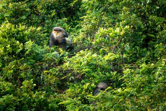树林里的猴子图片