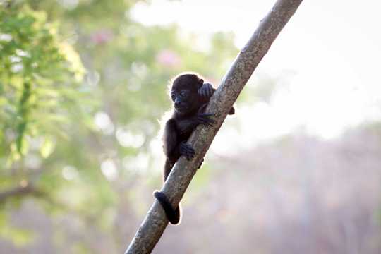 乖巧的黑色猴子图片