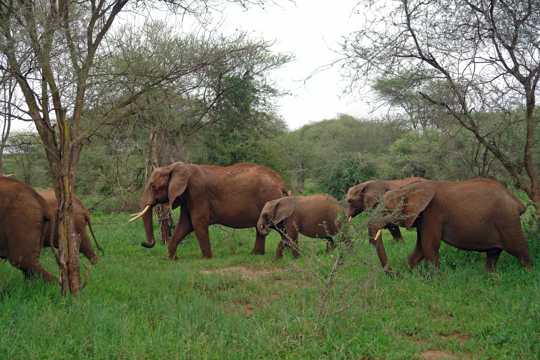 树林中的非洲象