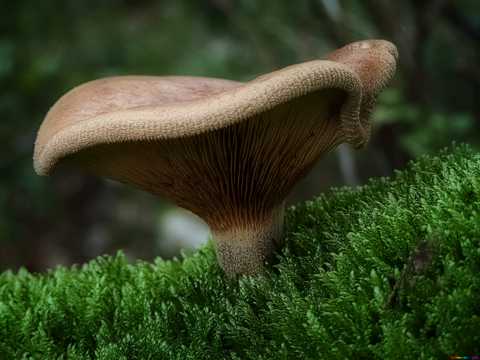 大朵野生菌菇图片