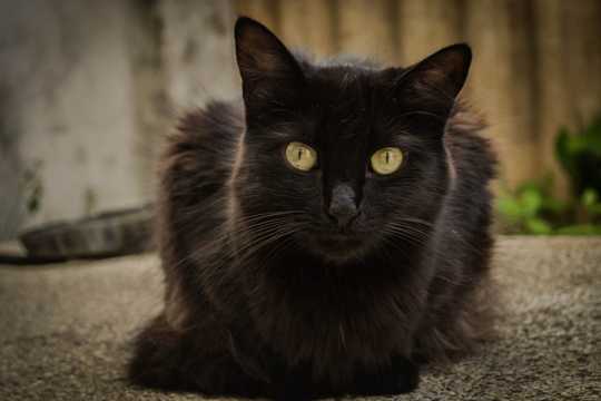 可人的小黑猫图片