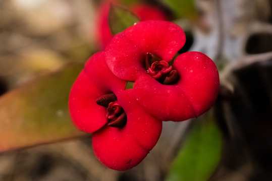 红色花卉微距图片