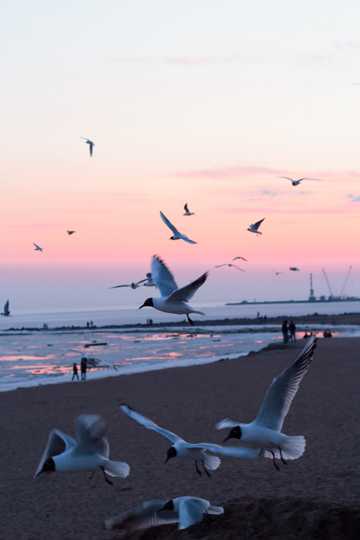 海滩上海鸥遨游图片