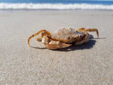 沙滩上横行的螃蟹图片