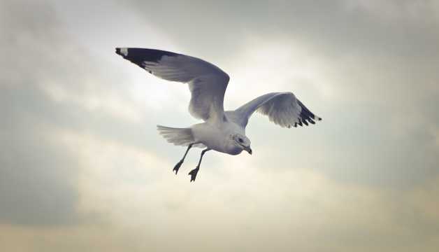 天空飞行的海鸥图片