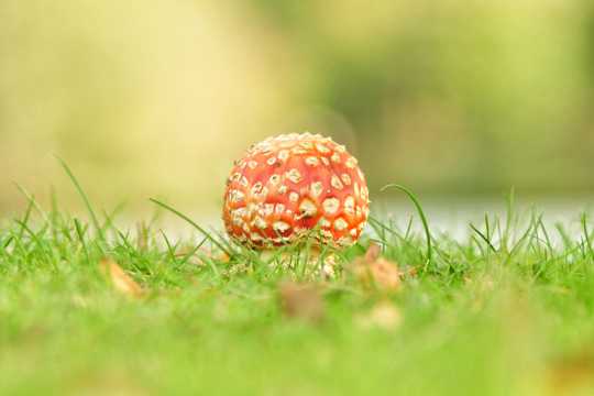 绿色清爽草场蘑菇图片