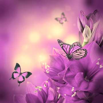 唯美紫色花朵蝴蝶图片