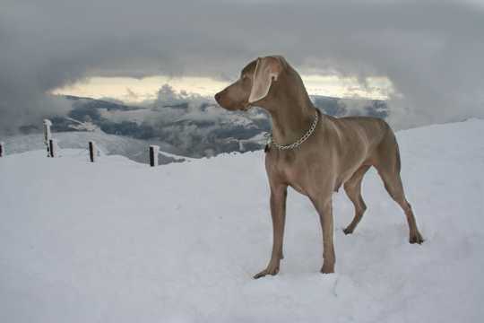 雪地里的威玛猎犬