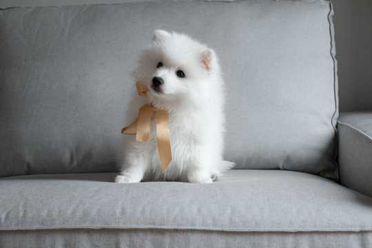 乖巧白色萨摩耶幼犬图片