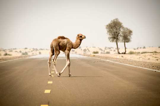 干旱地徒步的骆驼图片
