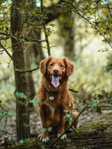 森林金毛犬图片