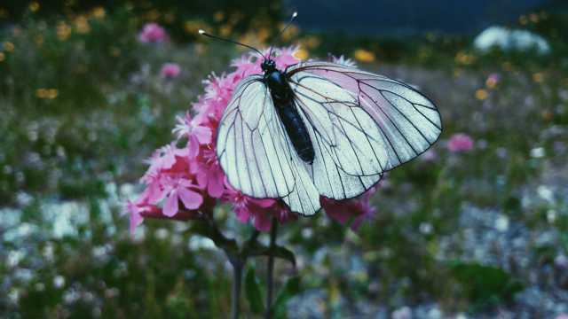 好看的绢粉蝶