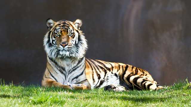 静坐在草原上的老虎图片