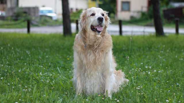 草地上的金毛犬