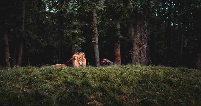 树林里的狮子