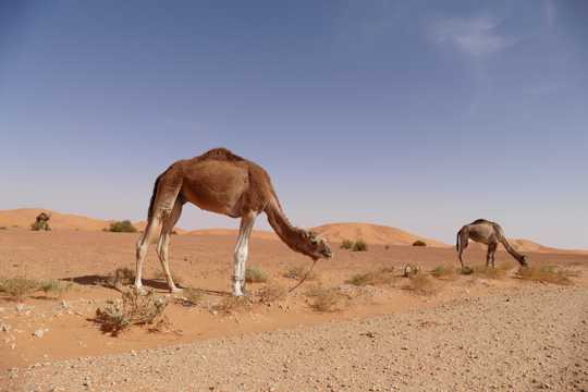 戈壁瘦小骆驼图片