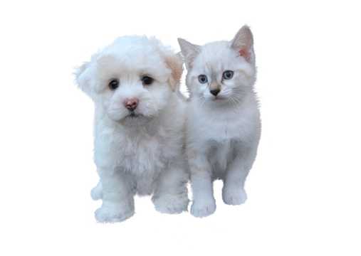 乖巧白色猫咪狗狗图片