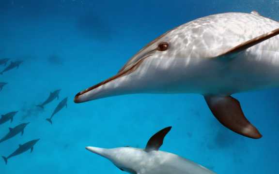 宽吻海豚图片