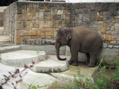 动物园大象欣赏图片