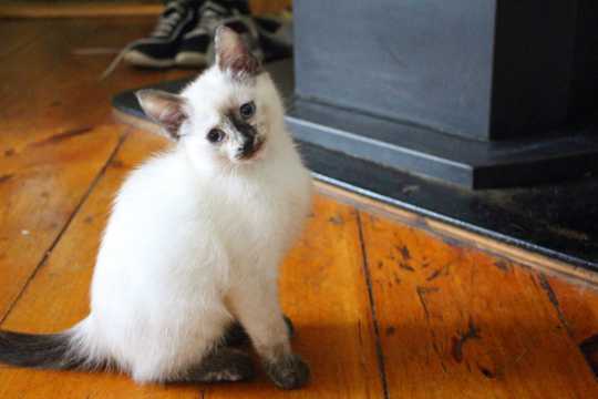 乖巧白色萌宠猫图片