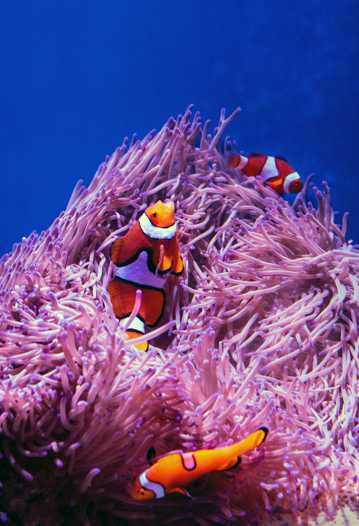 小丑鱼和海葵图片