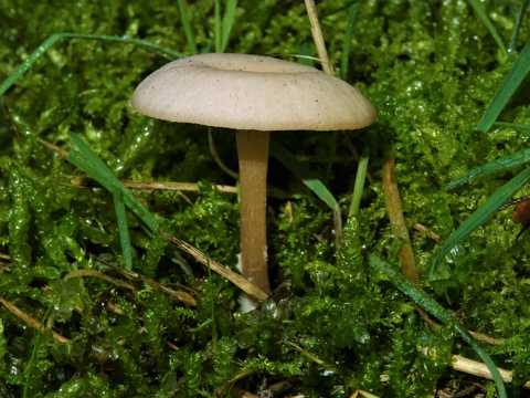 小朵白蘑菇图片