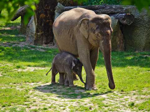 步行的大象小象图片