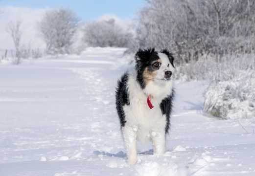 雪地里徒步的雪橇犬图片