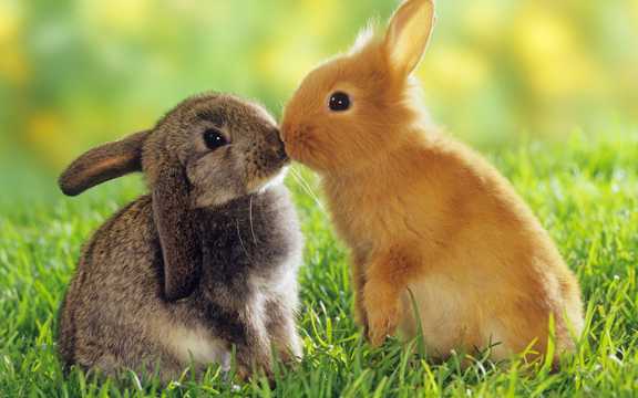 草原上两只兔子亲吻图片