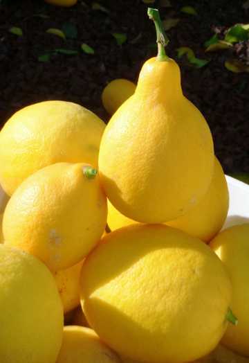 新鲜的黄柠檬